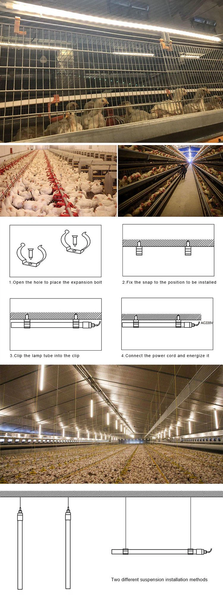 poultry lighting