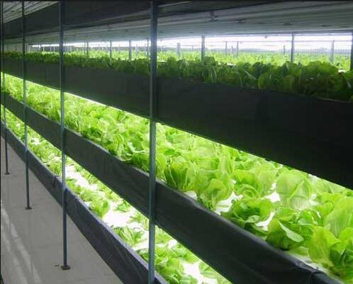 beijing plant factory