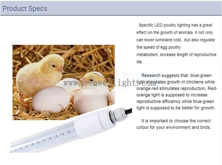 إضاءة للدجاج البياض