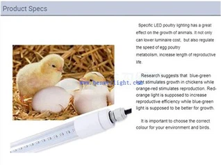 بلو لايت للدجاج