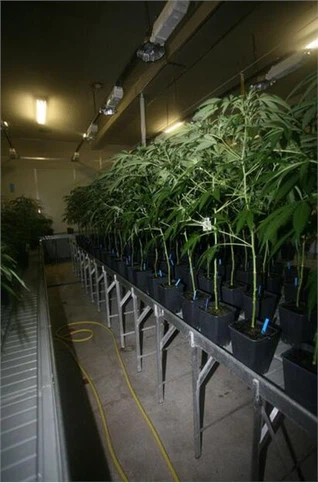 6000K مصنع مقاوم للماء ينمو ضوء LED لمزرعة بيت الفطر